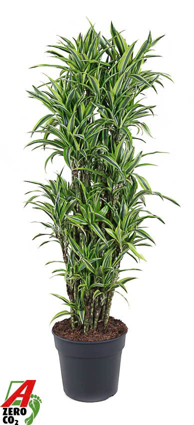 Dracaena fragrans Lemon Lime 160cm 34cm Pot