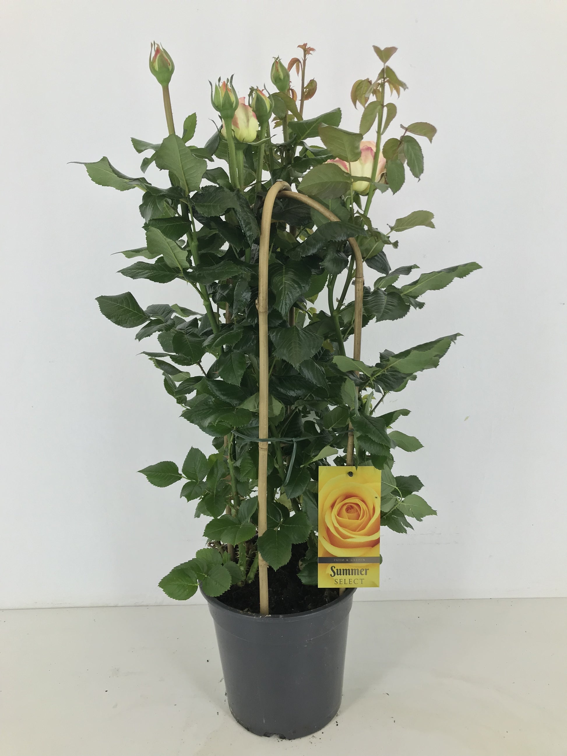 Rosa flor. Summer Select 75cm 22cm Pot