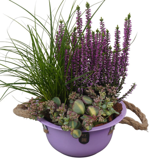 Outdoor arrangement 27cm 18cm Pot