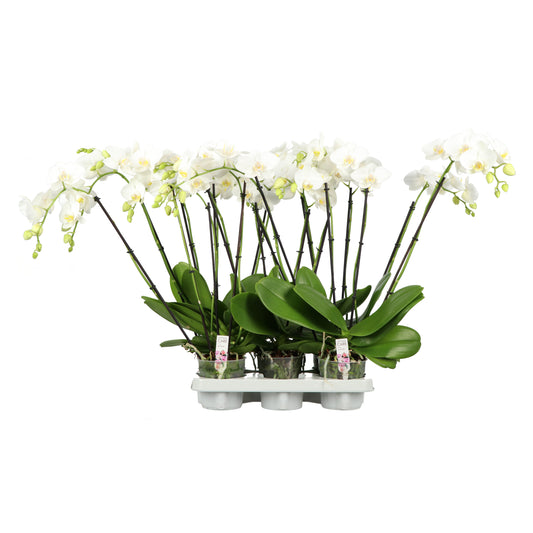 Opti-Flor Phalaenopsis Theatro white Pack of 5