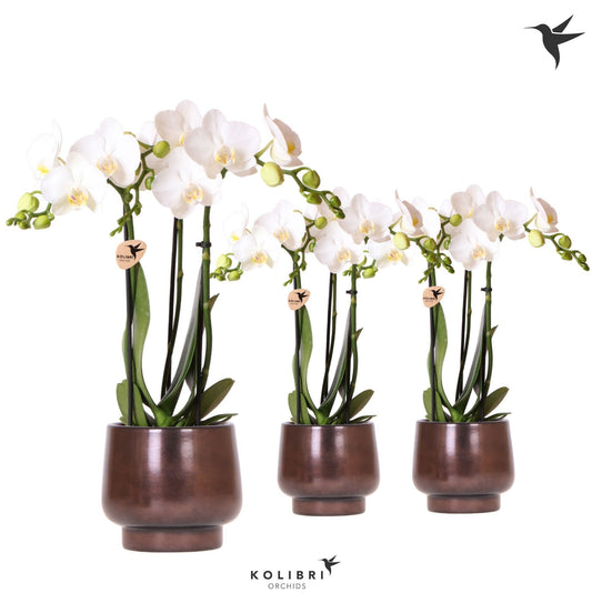 Phalaenopsis multiflora white 40cm 9cm Pot