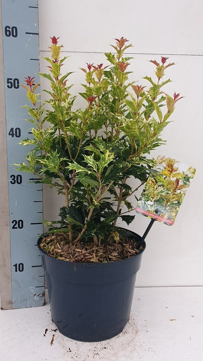 Osmanthus Goshiki 55cm 23cm Pot