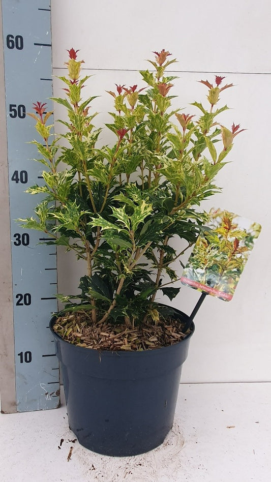 Osmanthus Goshiki 55cm 23cm Pot
