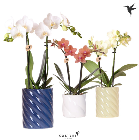 Kolibri Orchids Phalaenopsis mix 2 spike in Candy pot blue mix 40cm 9cm Pot