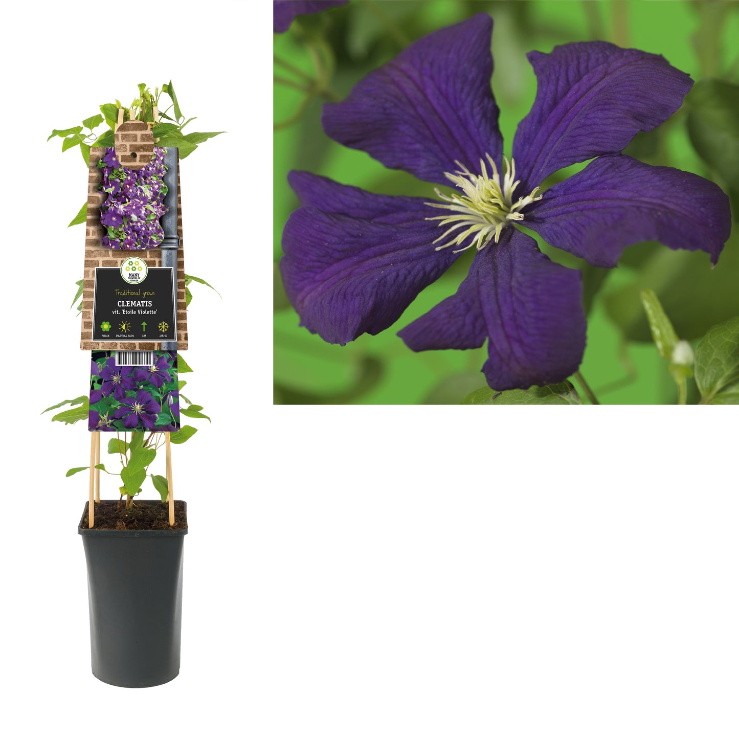 Clematis Etoile Violette 75cm 17cm Pot