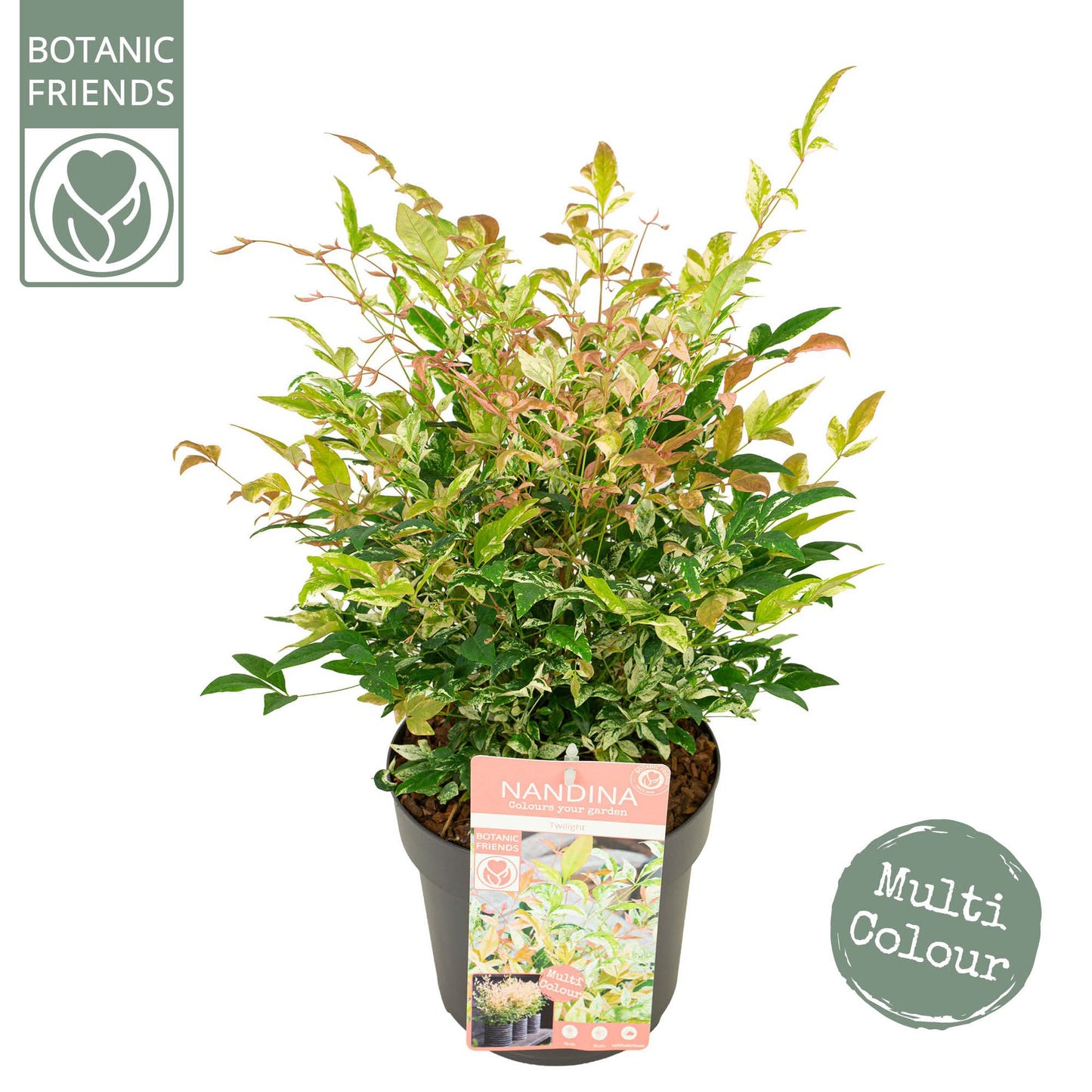 Nandina domestica 40cm 19cm Pot