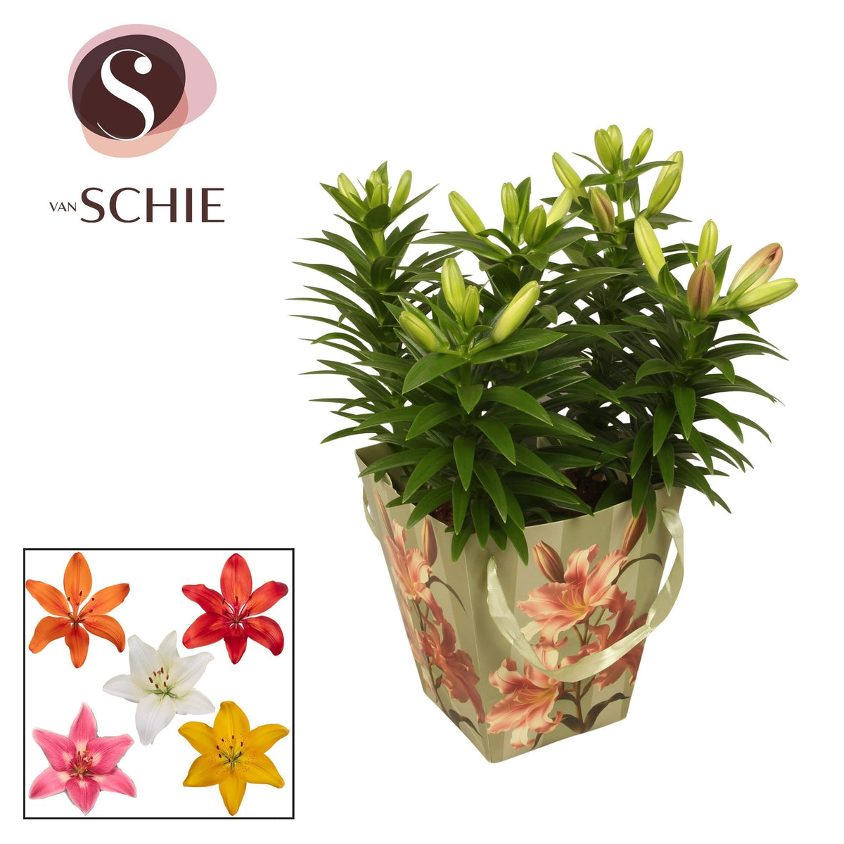 Lilium Asiatic mix 40cm 19cm Pot