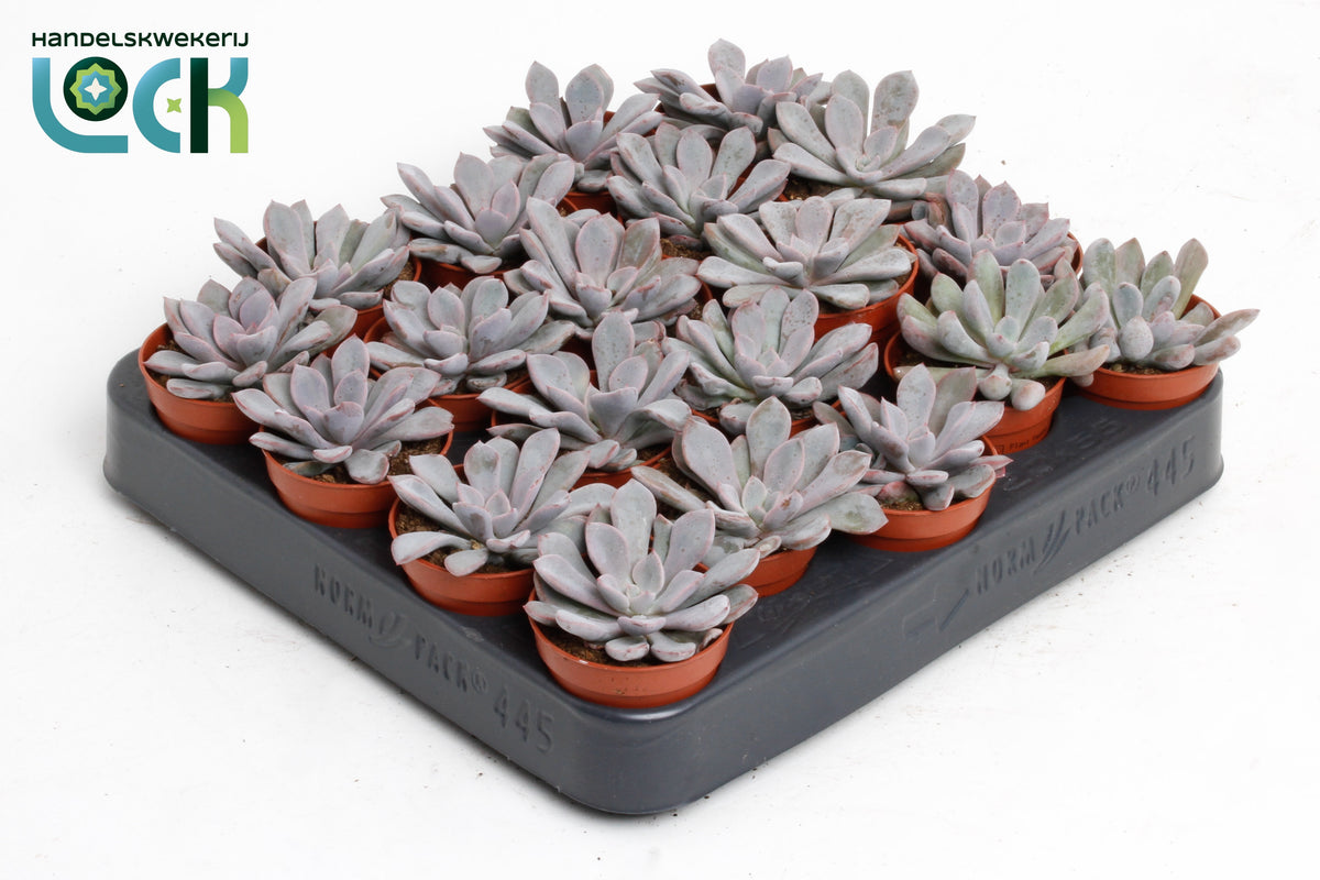 Echeveria Hybrid 8cm 5.5cm Pot