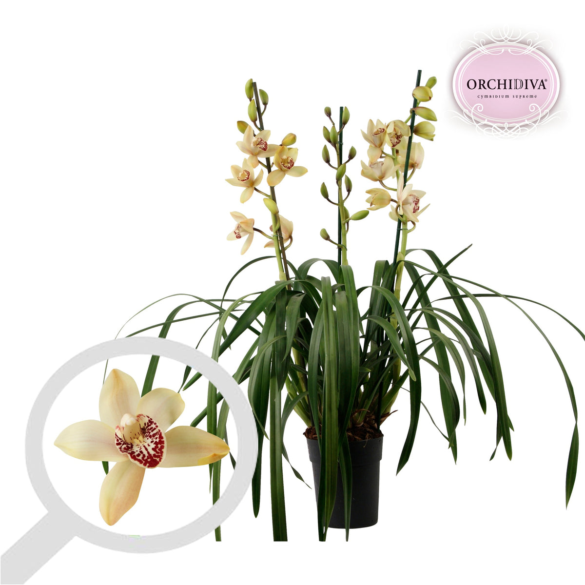 Cymbidium 90cm 14cm Pot