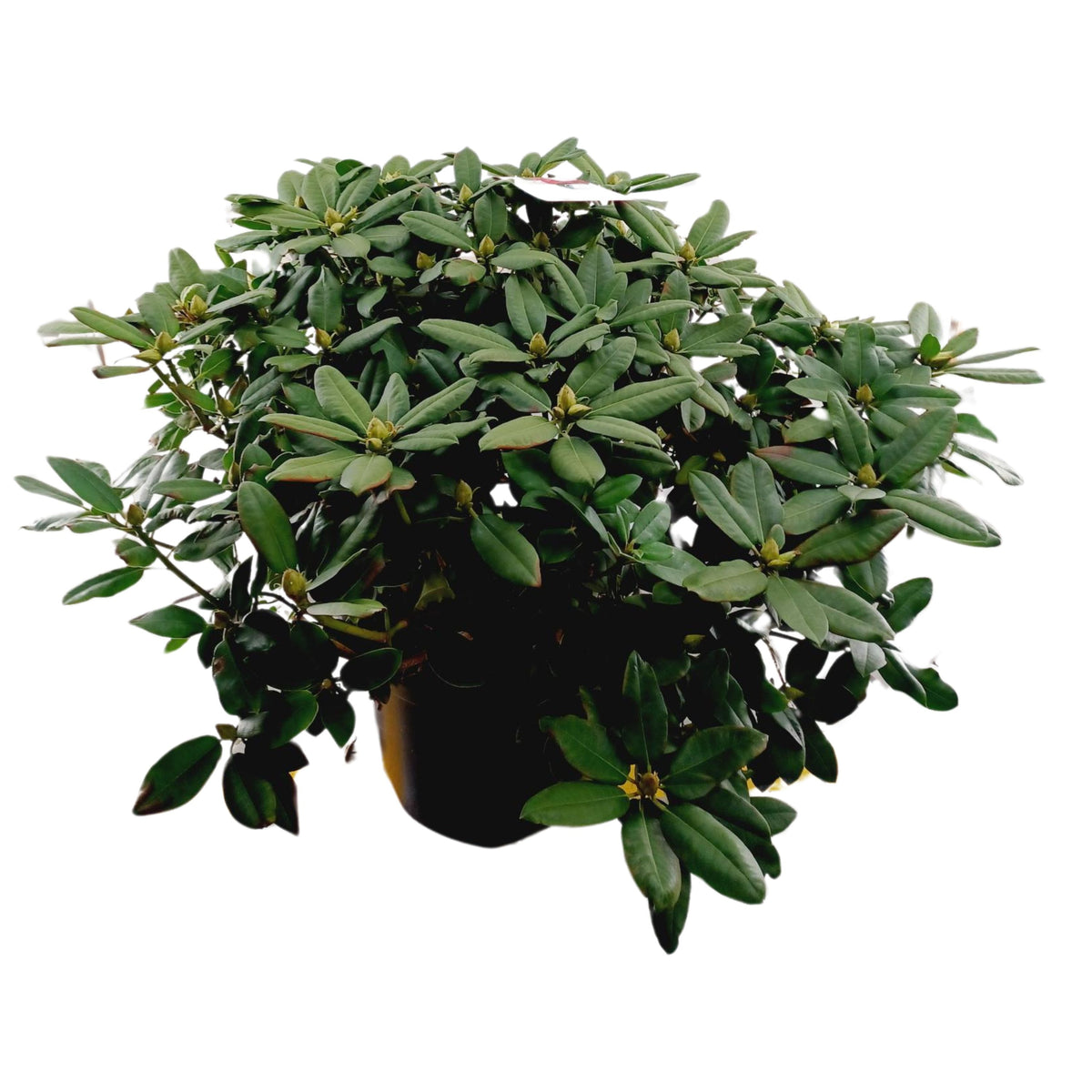 Rhododendron Germania 130cm 54cm Pot