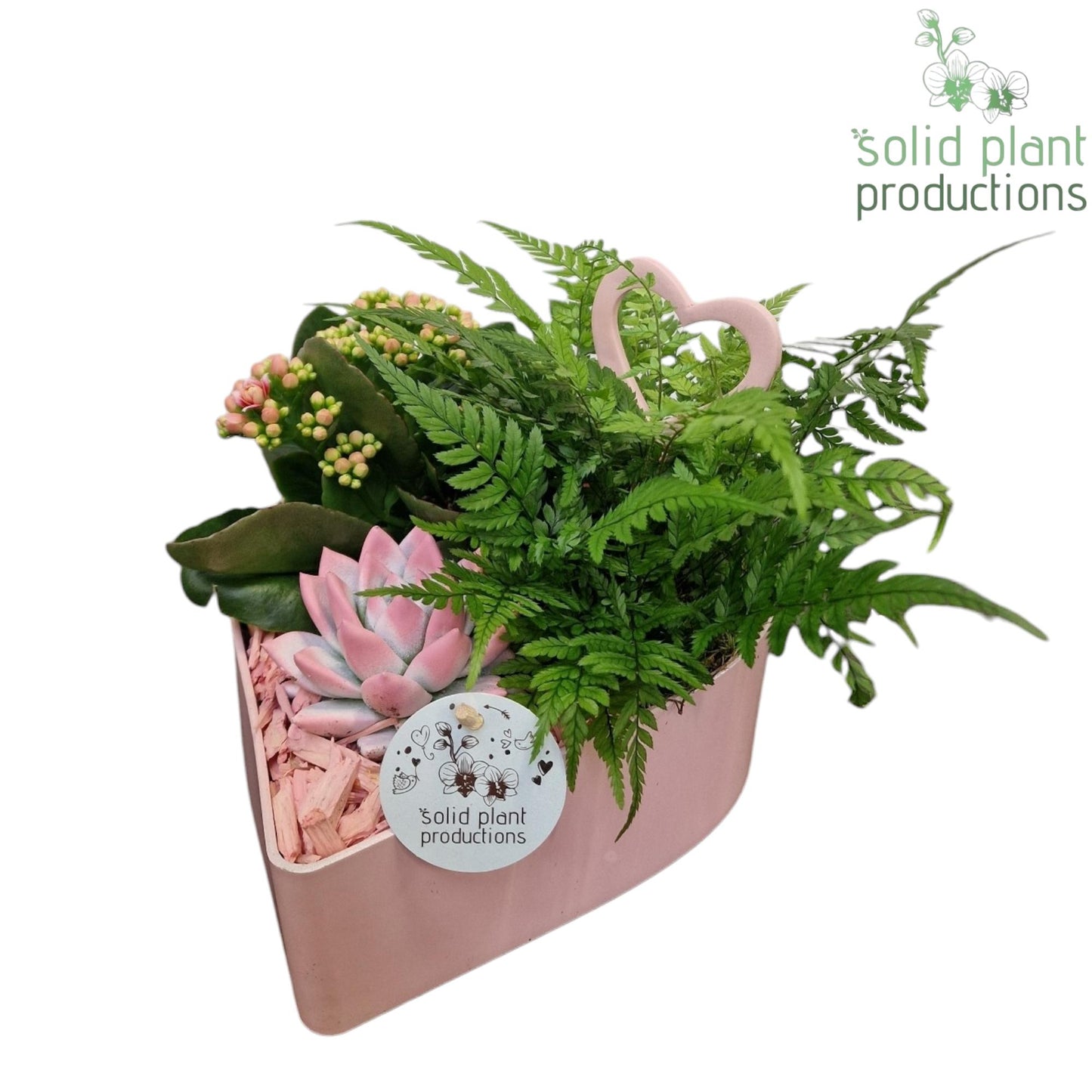VE028 Hart Pink 3PP 23cm 22cm Pot