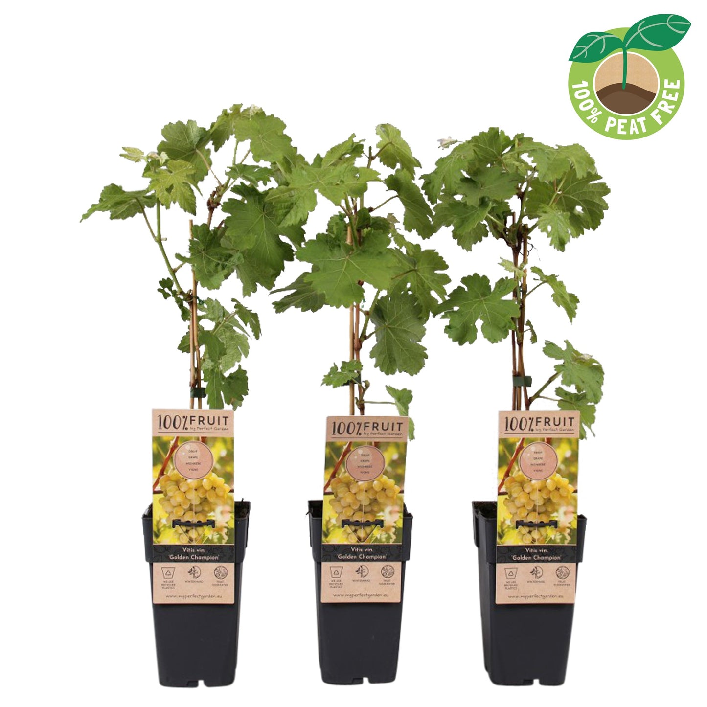 Vitis Golden Champion 50cm 15cm Pot