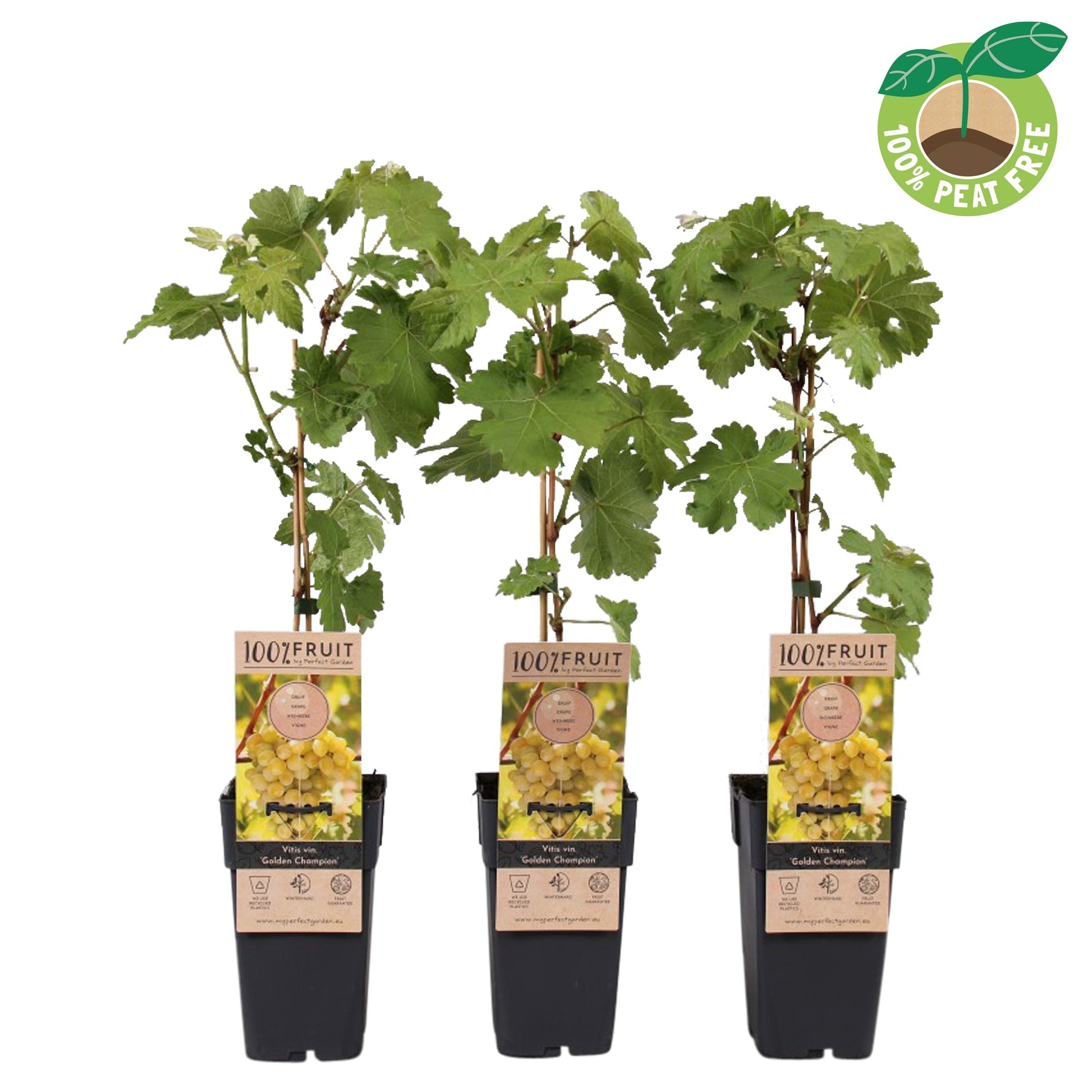 Vitis Golden Champion 50cm 15cm Pot