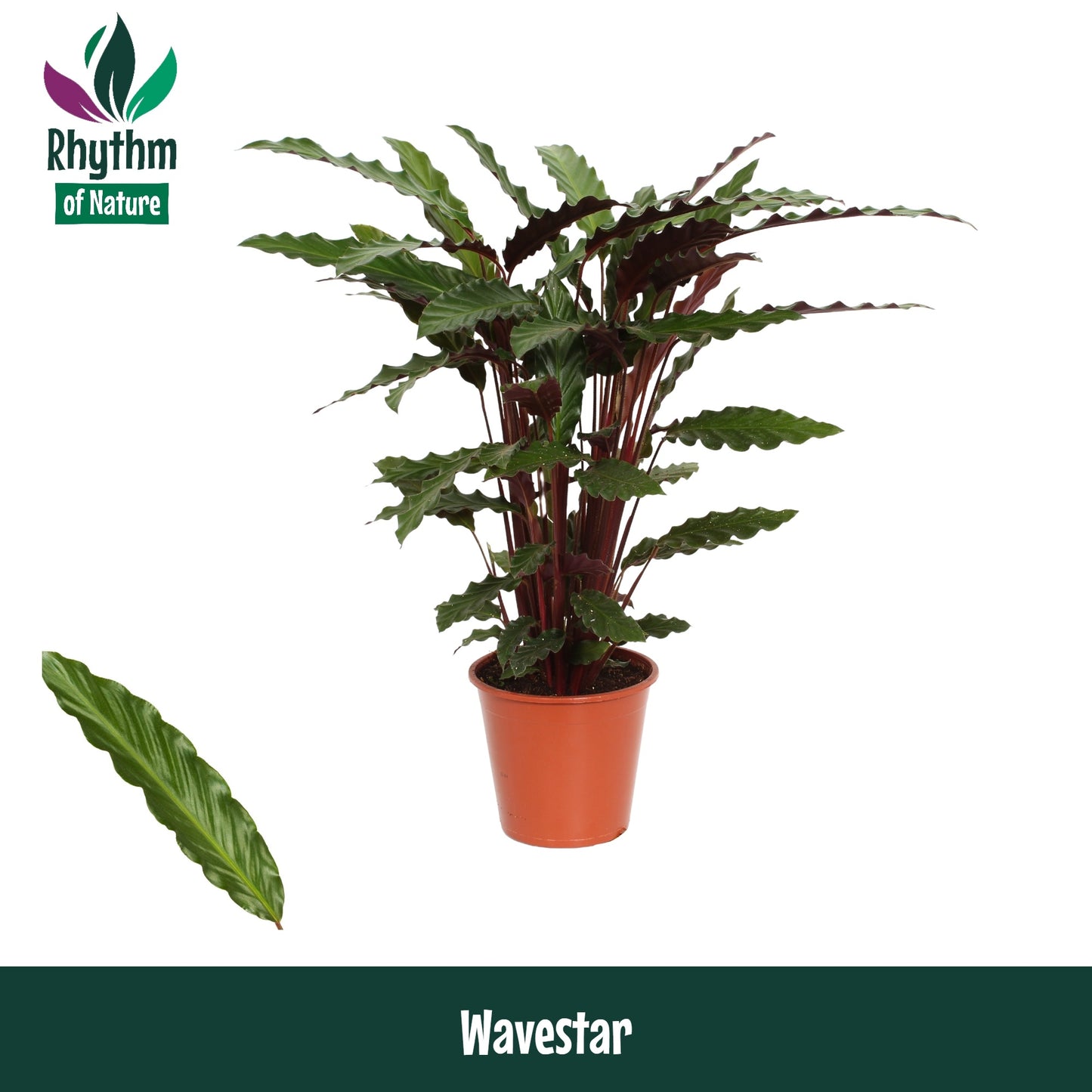 Calathea Wavestar 80cm 19cm Pot