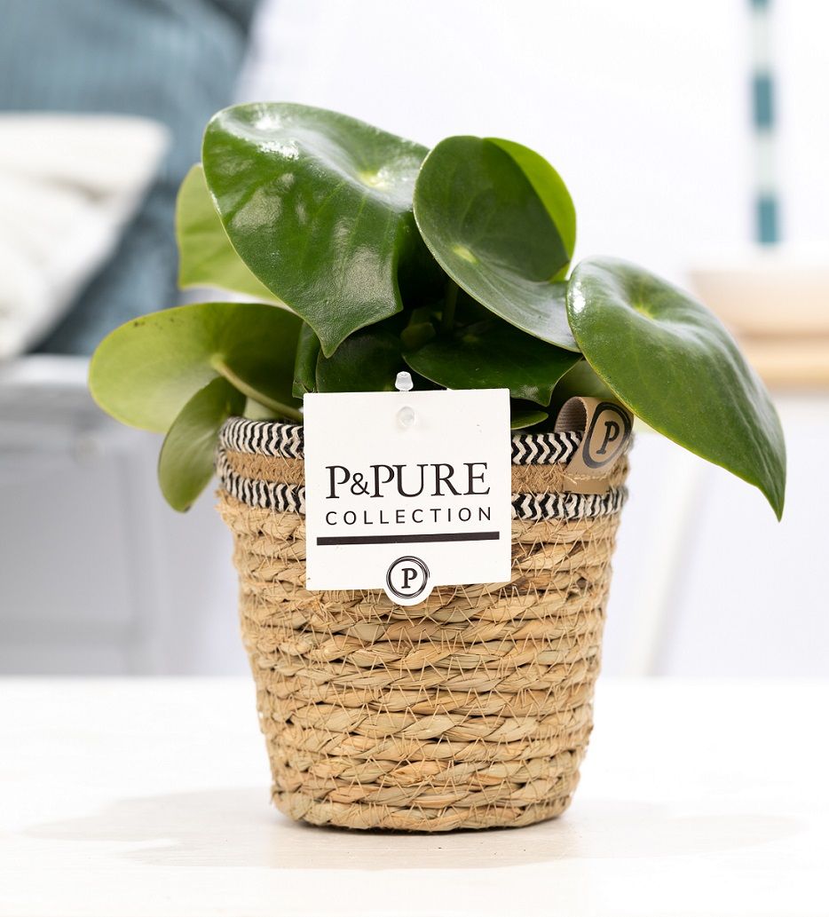 Peperomia Raindrop 25cm 12cm Pot