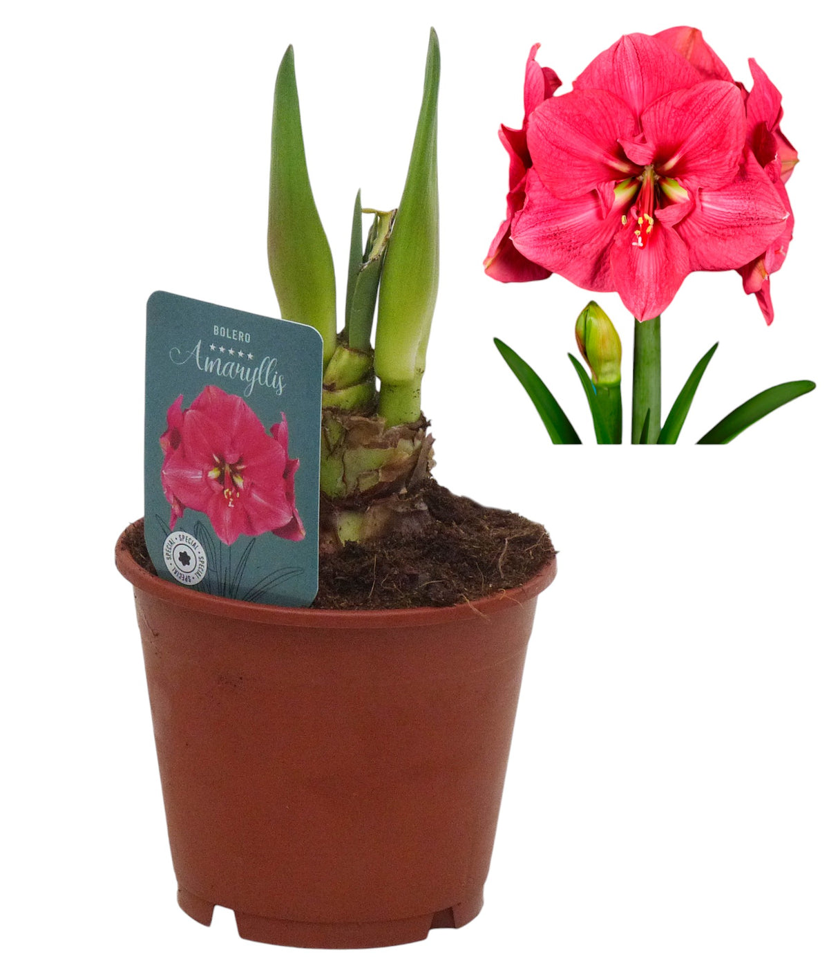 Hippeastrum Bolero 27cm 14cm Pot