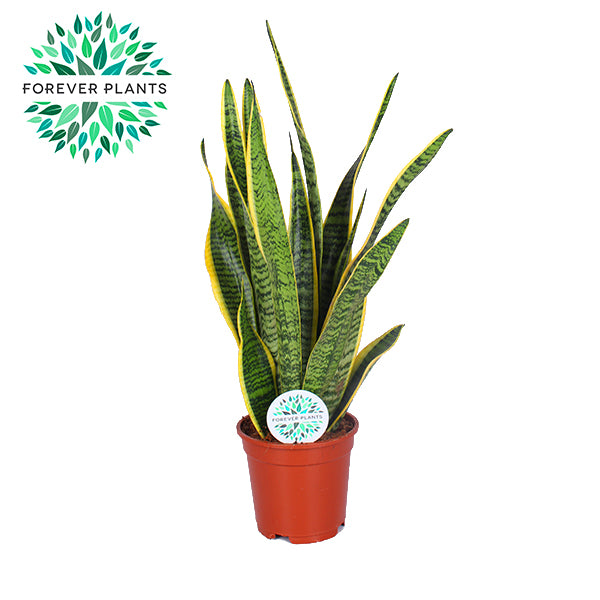 Sansevieria Laurentii 60cm 17cm Pot