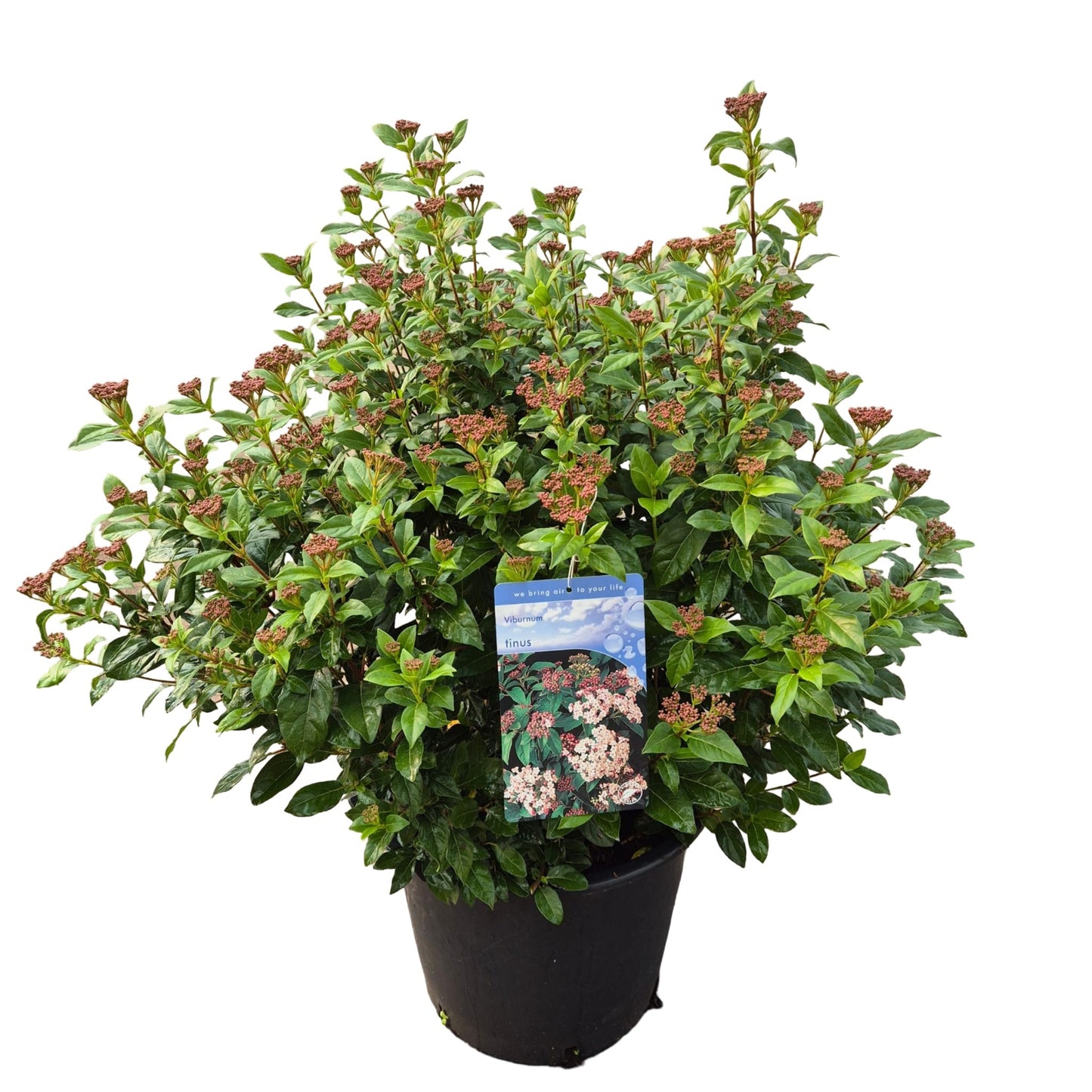 Viburnum tinus 80cm 40cm Pot
