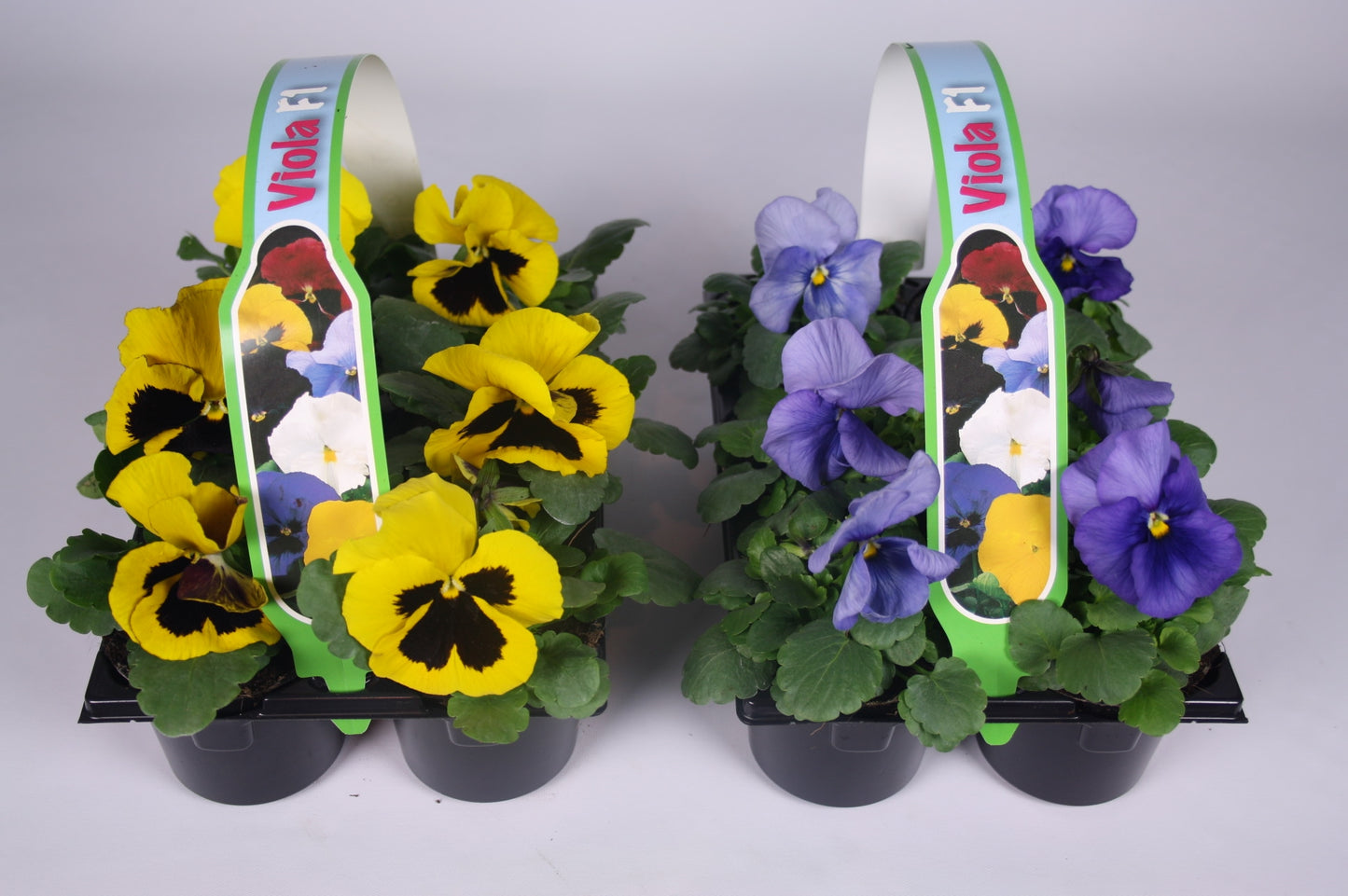 Viola F1 mix 12cm 9cm Pot