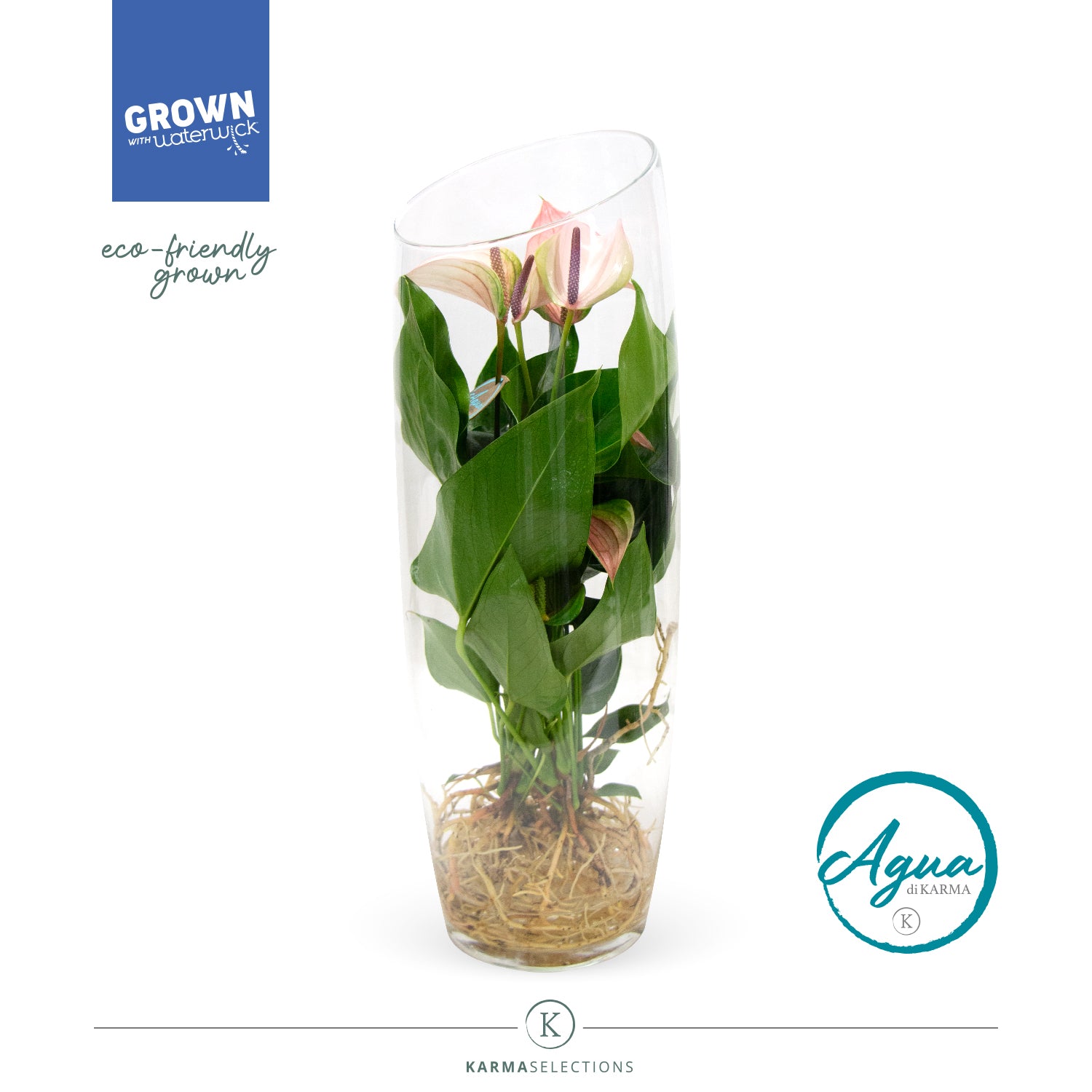 Anthurium Joli Pulse 43cm 12cm Pot