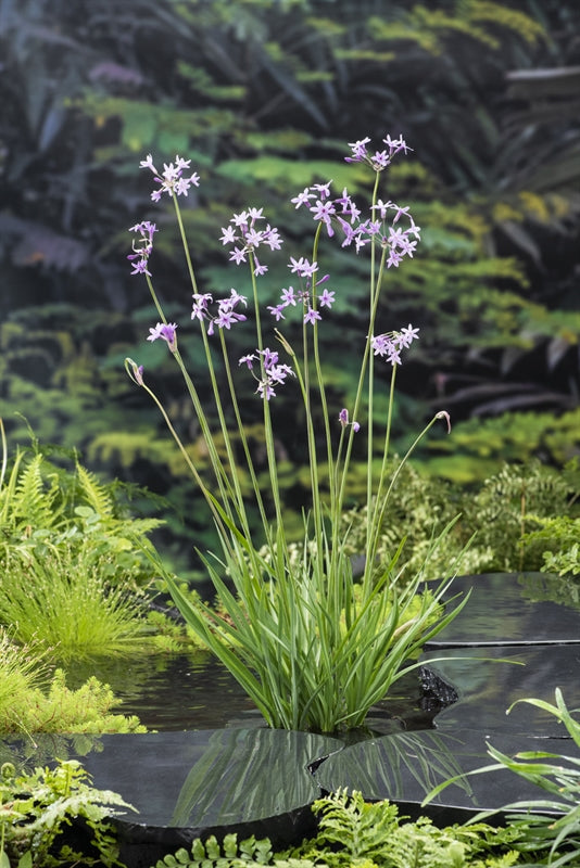 Waterplkw R. Moerings Tulbaghia violacea Pack of 3