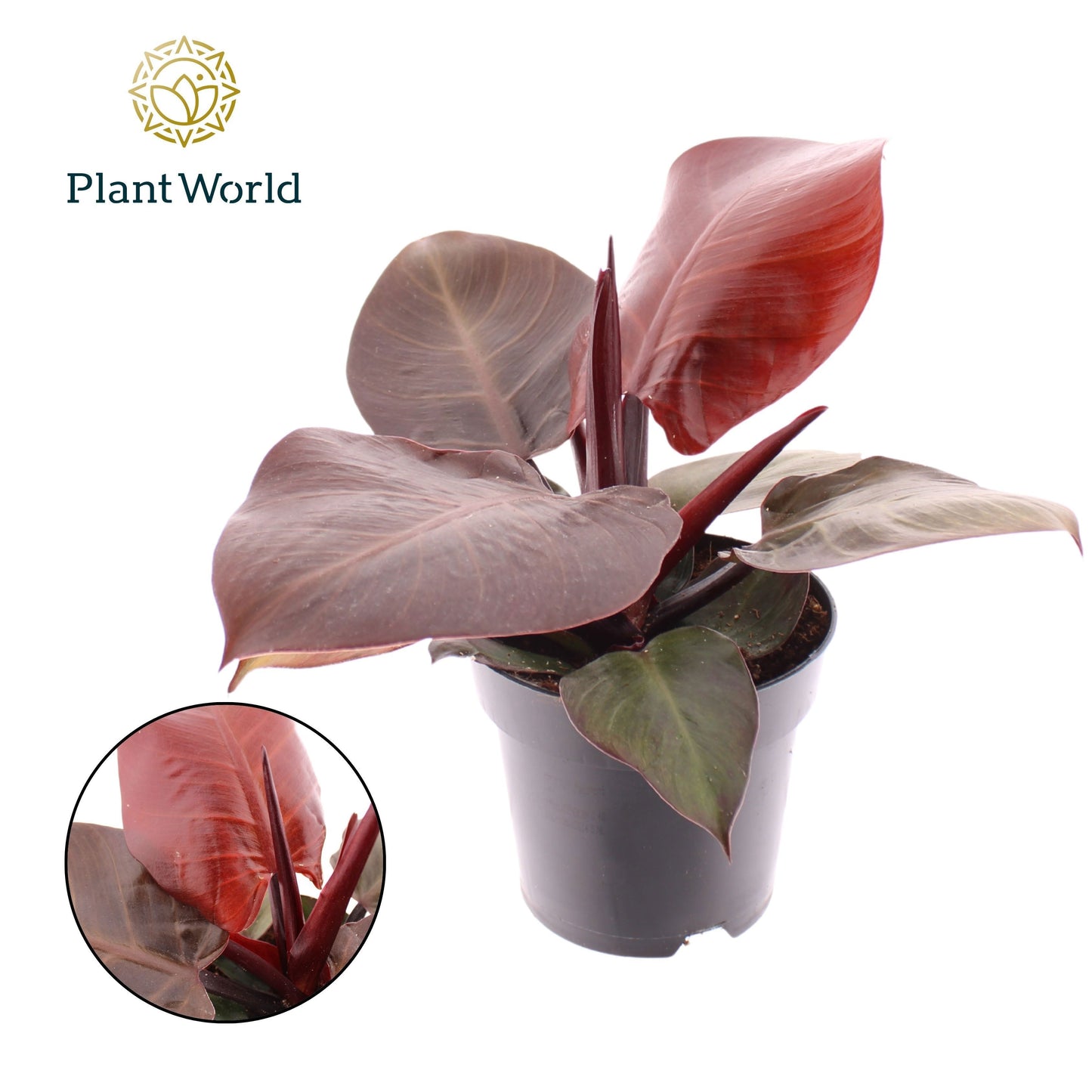 Philodendron Red Cherry 30cm 12cm Pot