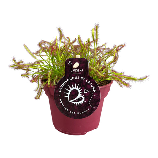 Drosera mix 17cm 12cm Pot