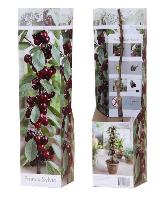 Valk BV Patioplant Prunus avium Pack of 12