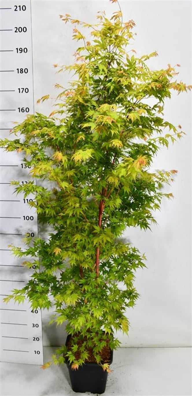 Acer Sangokaku 170cm 32cm Pot