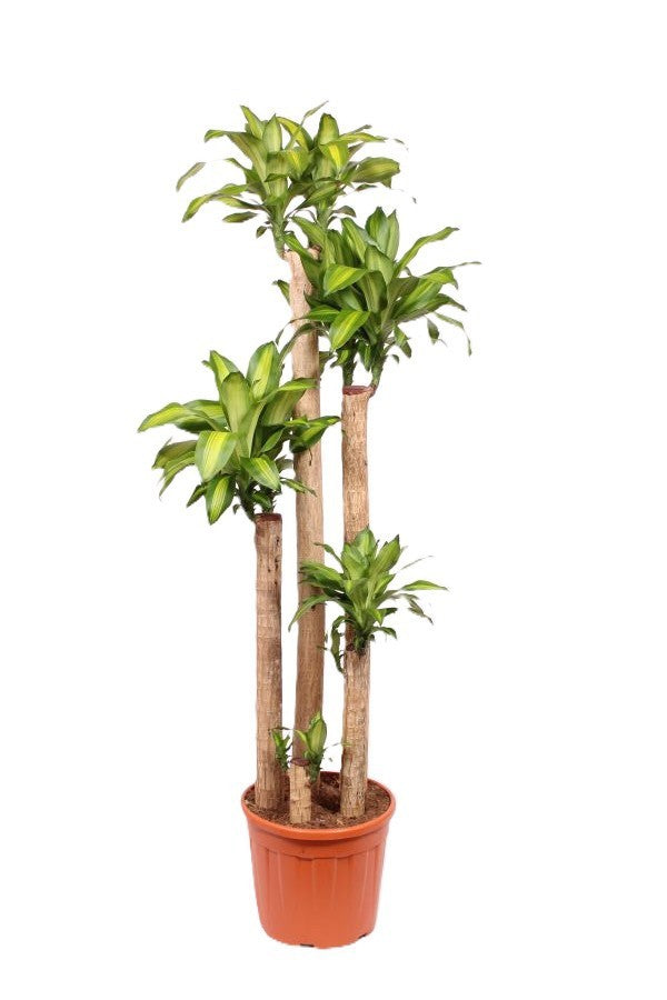 Dracaena frag. Massangeana 200cm 37cm Pot