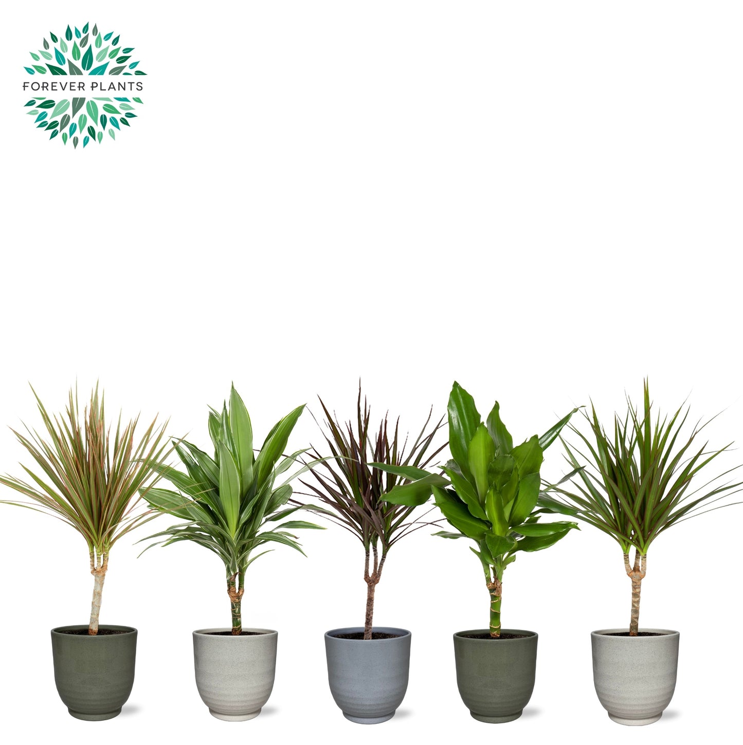 Dracaena marginata mix 55cm 14cm Pot