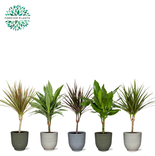 Dracaena marginata mix 55cm 14cm Pot