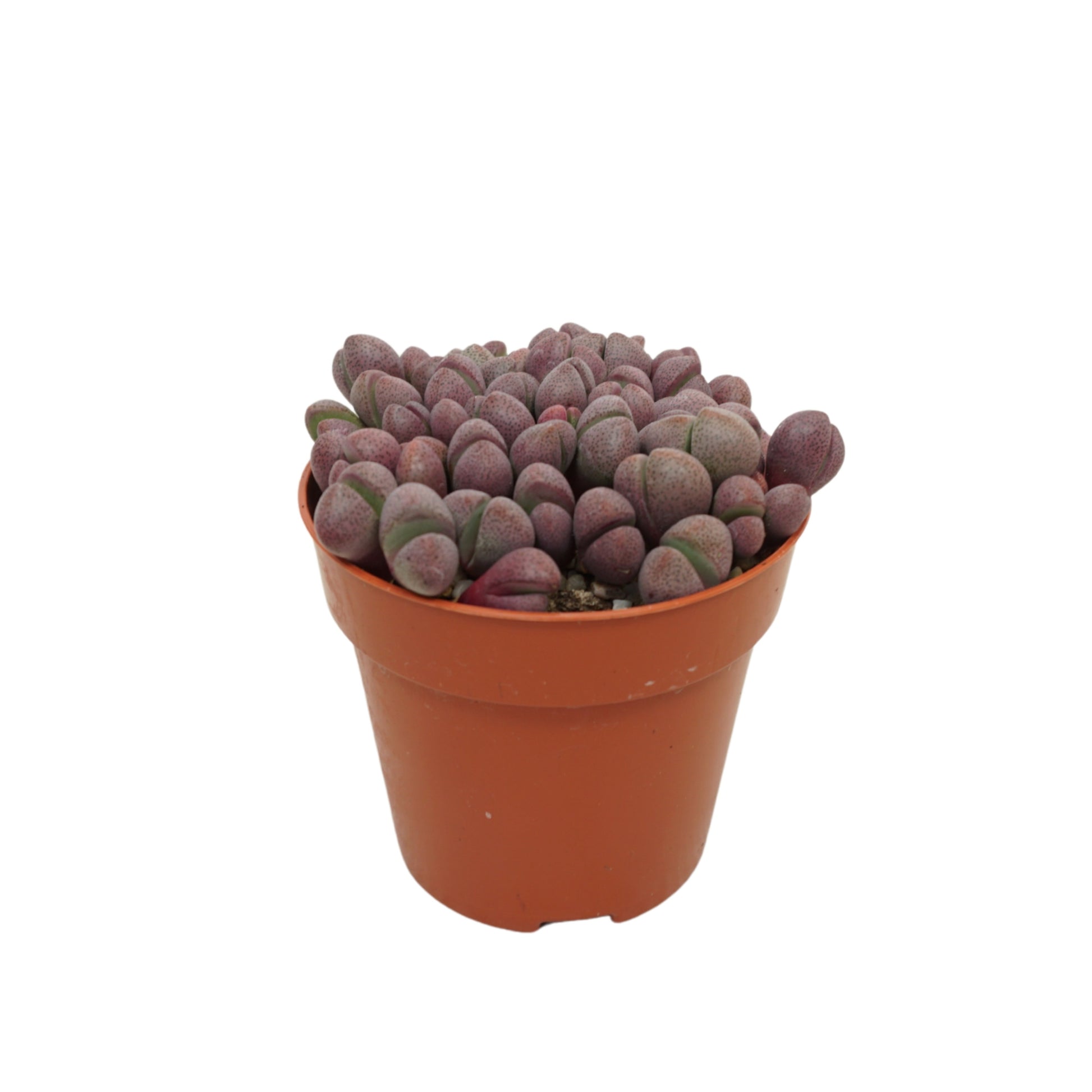 Lithops species mix 12cm 8.5cm Pot