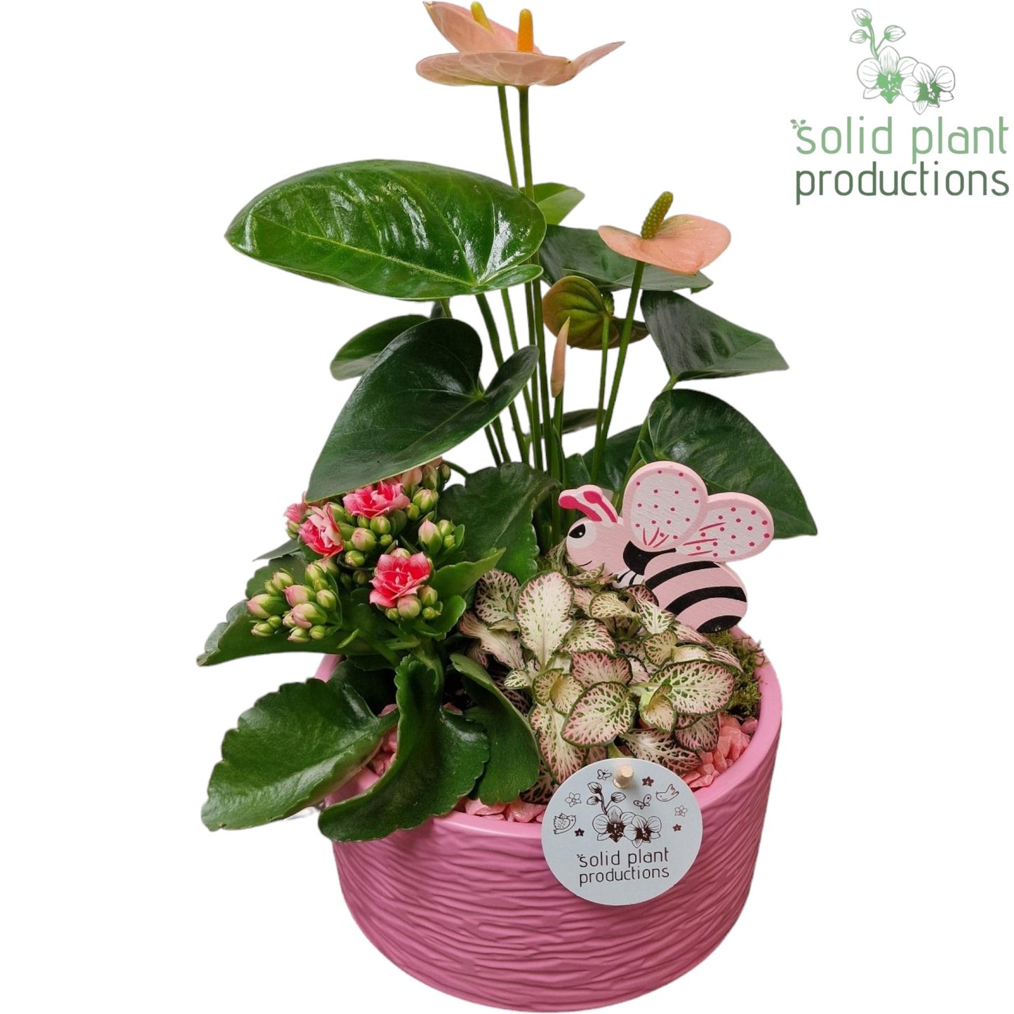 AT003 Loes Pink Anthurium 42cm 22cm Pot