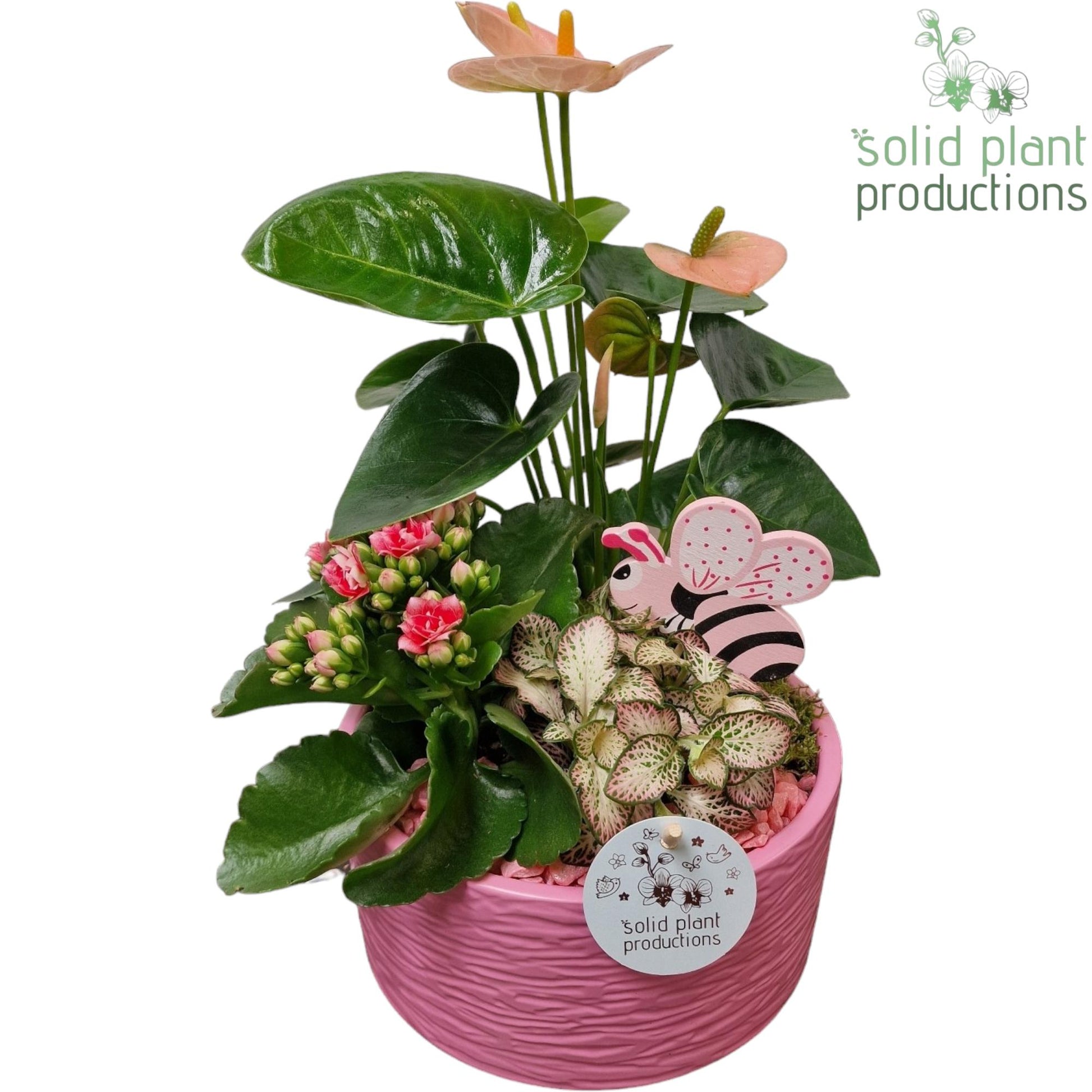 AT003 Loes Pink Anthurium 42cm 22cm Pot
