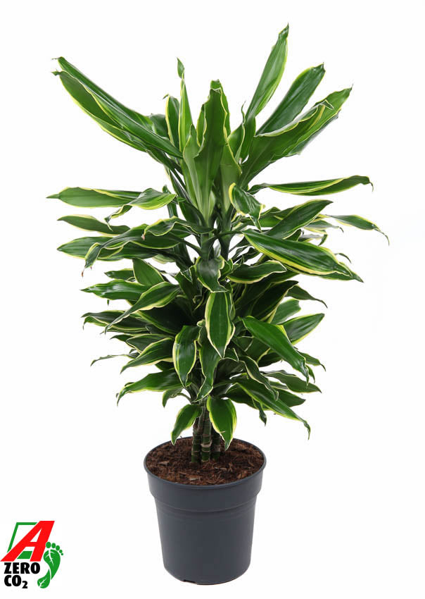 Dracaena fragrans Golden Coast 70cm 21cm Pot