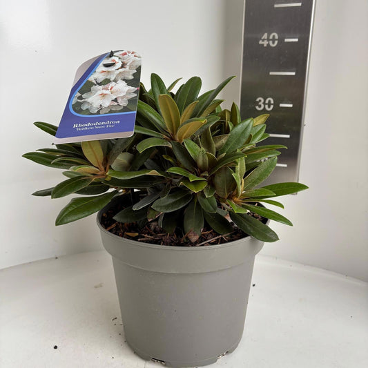 Rhododendron yakushimanum mix 35cm 23cm Pot