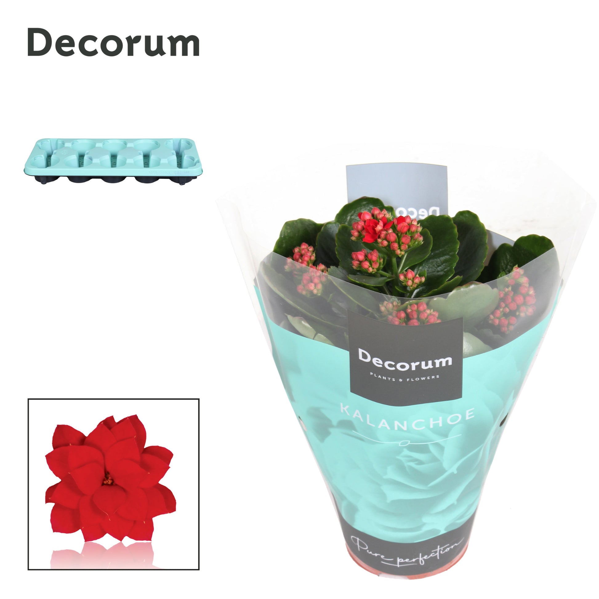 Kalanchoe red decorum 23cm 510cm Pot