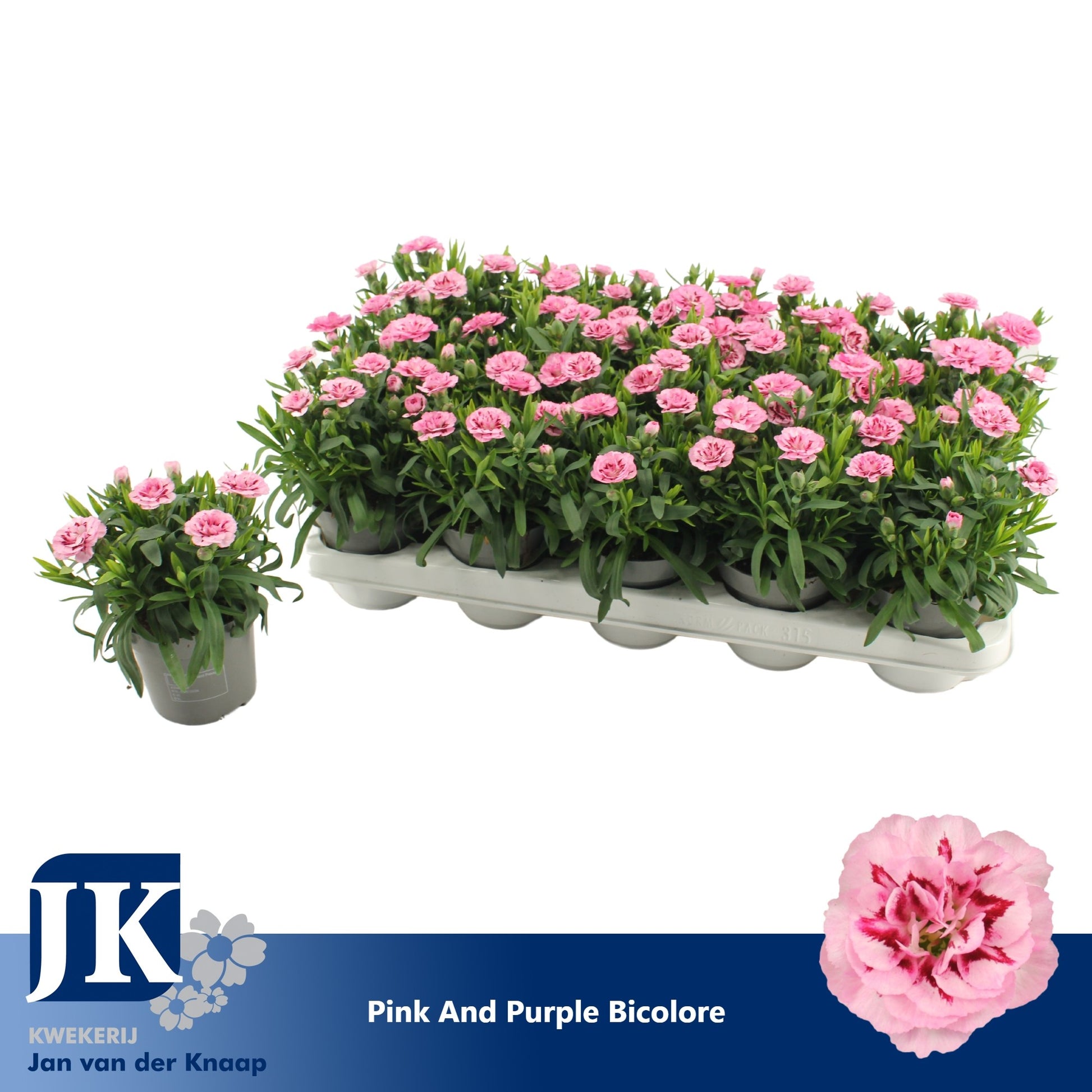 Knaap, Jan van der Dianthus Oscar Pink and Purple Pack of 15