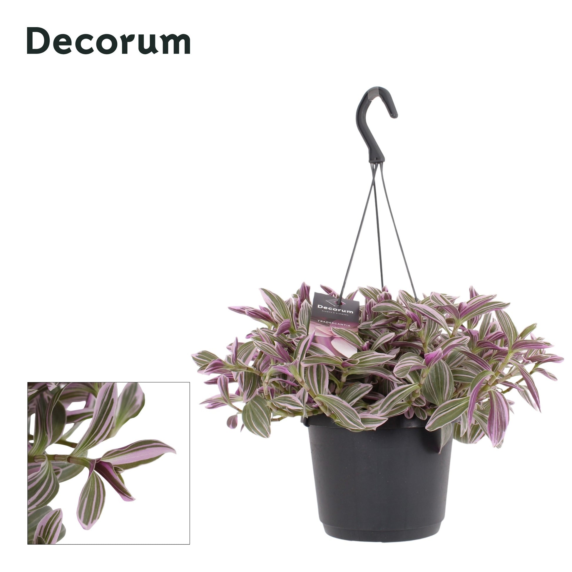 Tradescantia Sweetness 25cm 17cm Pot