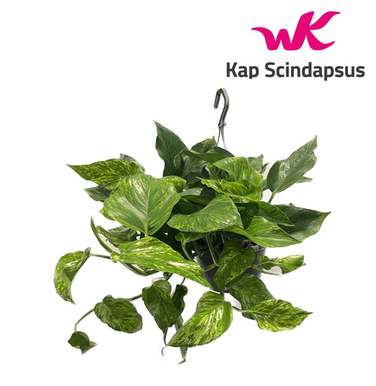 Epipremnum pinnatum Marble Green 45cm 15cm Pot