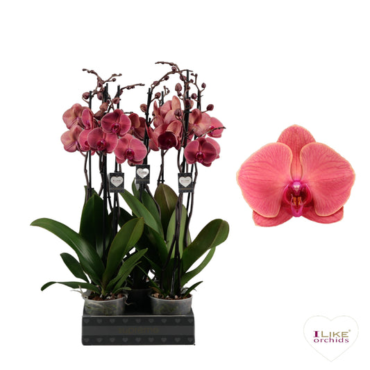 Phalaenopsis Asian Coral 55cm 12cm Pot