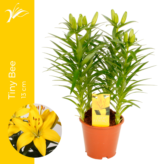 Lilium az. Tiny Bee 38cm 13cm Pot
