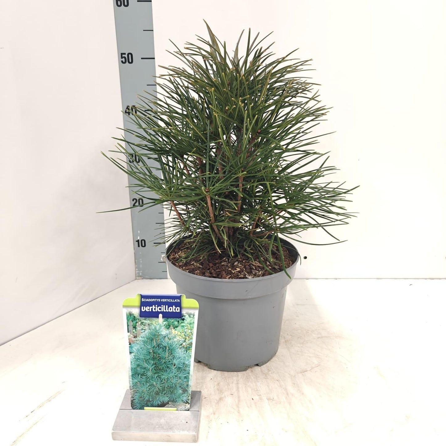 Sciadopitys verticillata 40cm 23cm Pot