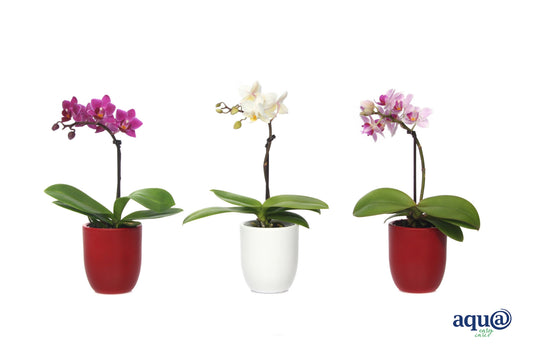 Phalaenopsis hybrid 17cm 6cm Pot
