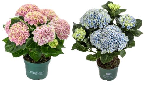 Hydrangea macrophylla Magical Revolution 25cm 10.5cm Pot