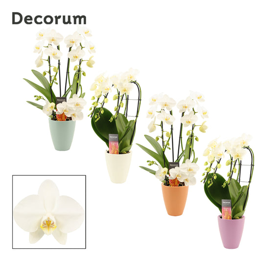 Phalaenopsis mix shapes (+ drp.Carly) 50cm 12cm Pot