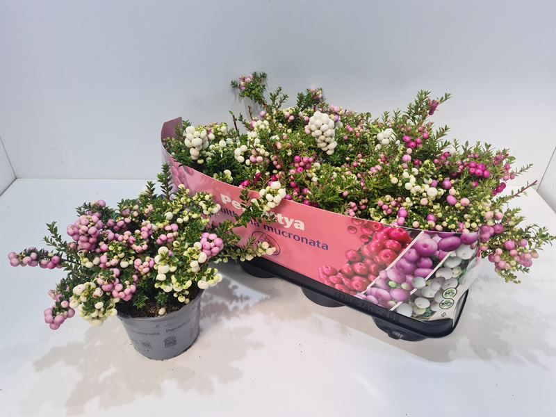 Gaultheria mucronata 25cm 14cm Pot