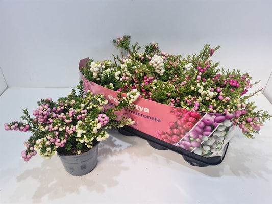 Gaultheria mucronata 25cm 14cm Pot