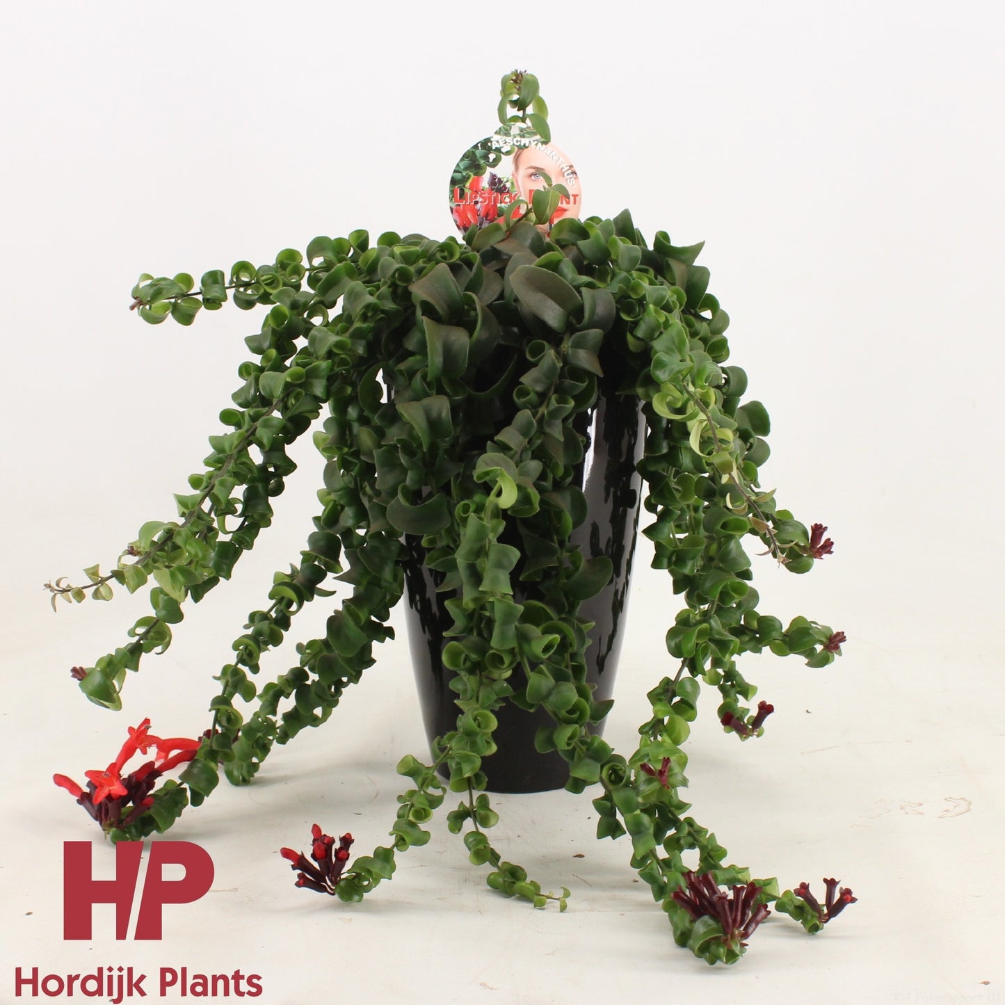 Aeschynanthus Bluster 35cm 15cm Pot